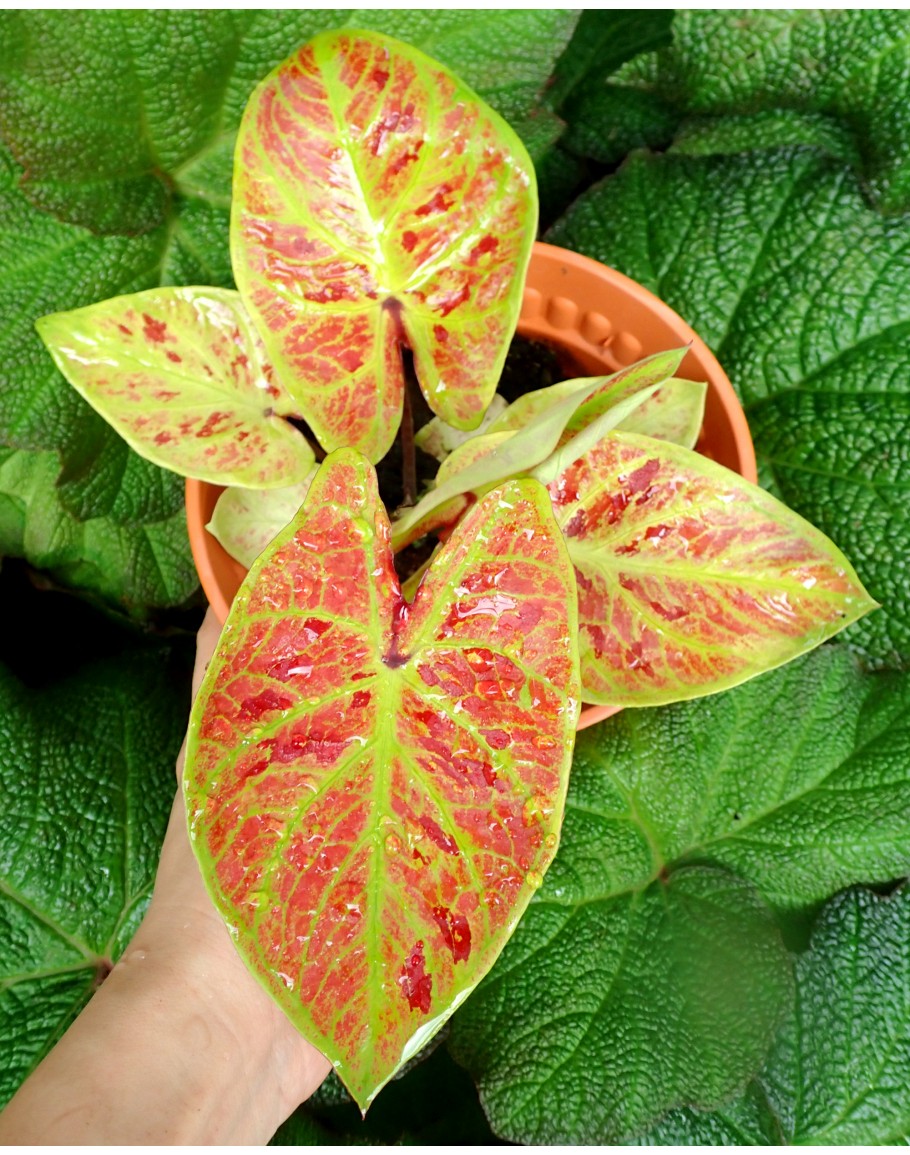 Caladium Hybrid
